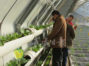 涼州區下雙鎮 設施蔬菜出口基地，打造農產品國際化新名片